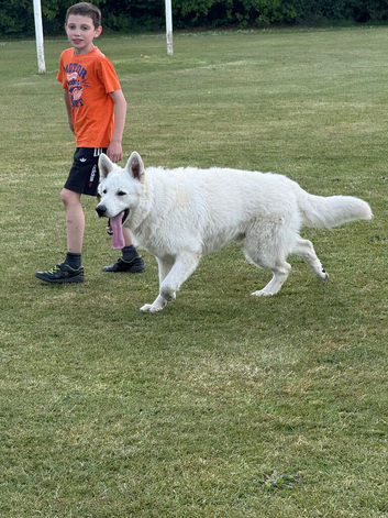 White Swiss shepherd for STUD only