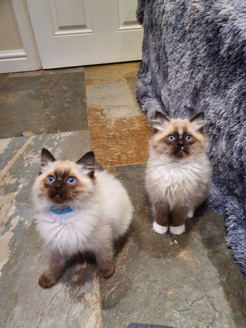 Stunning GCCF Registered Ragdoll Kittens.