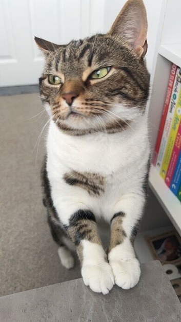 Muffin beautiful female cat
