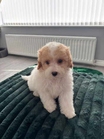 Cavapoos ready now 2 boys