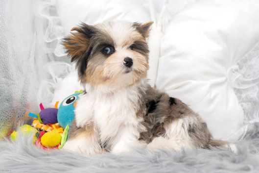 Two Exceptional Colourful Yorkshire Terrier Girls