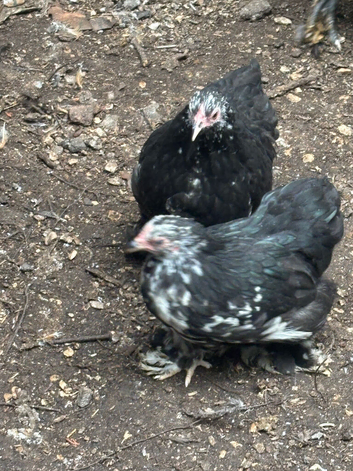 Pekin bantams pol hens 25 weeks black mottled