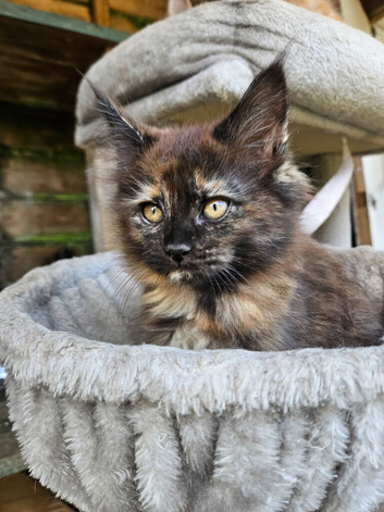 Pretty registered maine coon girls