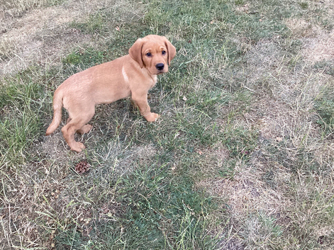 Fox red puppies. READY NOW. The boys are big puppies.