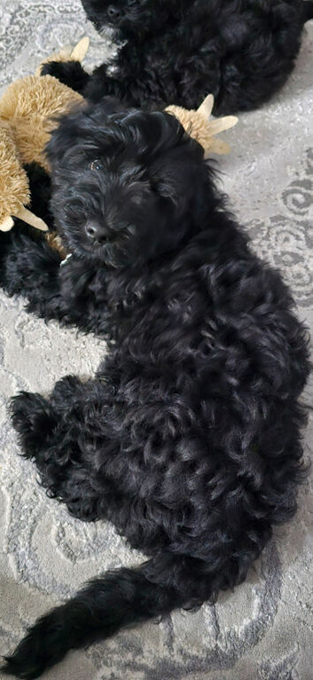 Male 16 weeks old  cavapoo x2 brothers