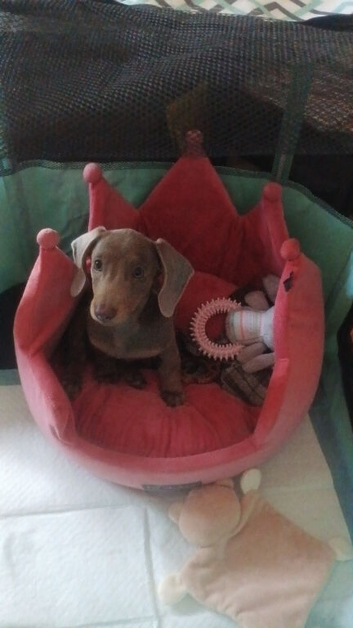 15 week old lovely girl