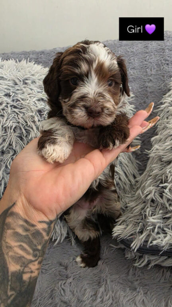 Stunning litter of F1b cockerpoos 3 merls 2 chocolat