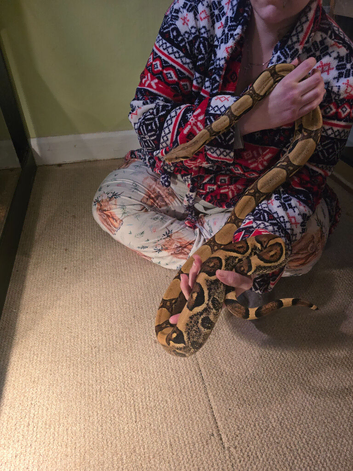Male dwaf boa and female