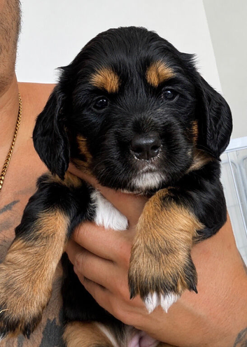 BEAUTIFUL TRI PUPPIES