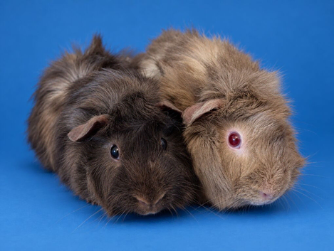 2 bonded Abby Guinea Pig sows