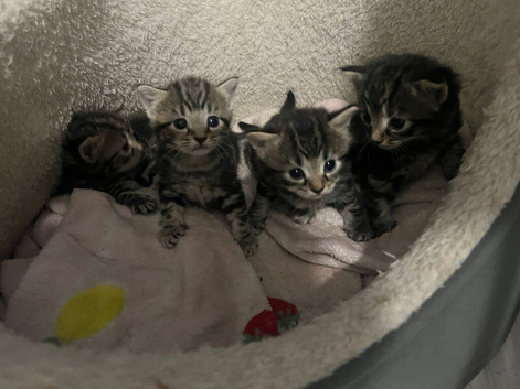 Stunning Bengal X kittens