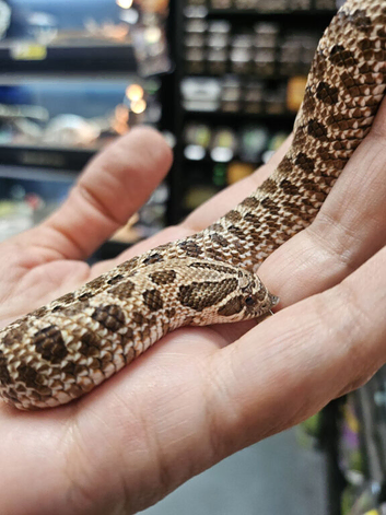 cb26 western hognose for sale