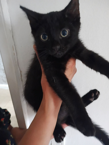 Black cat