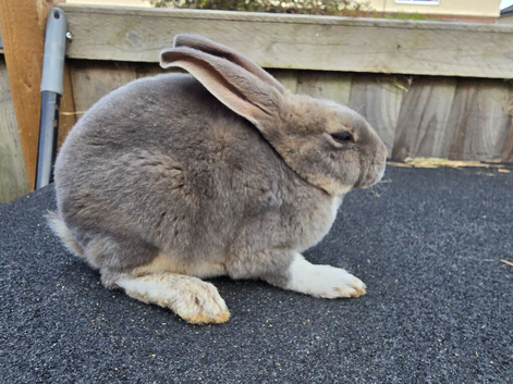 Mini rex babys