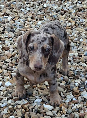 Female miniture dapple Dachshund