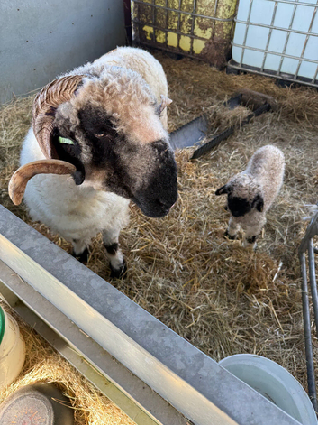 Wonderful Valais Blacknose Ewe with Ewe lamb
