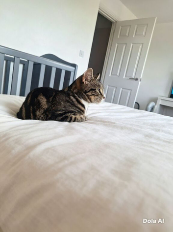 12 month old cat