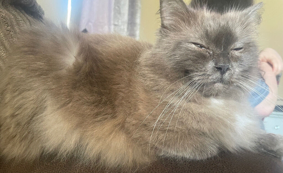 Ragdoll female