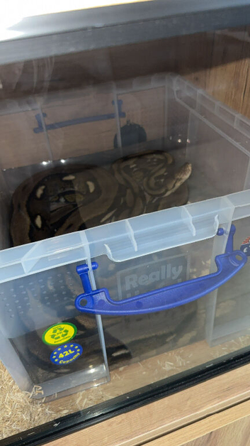 12ft reticulated python female