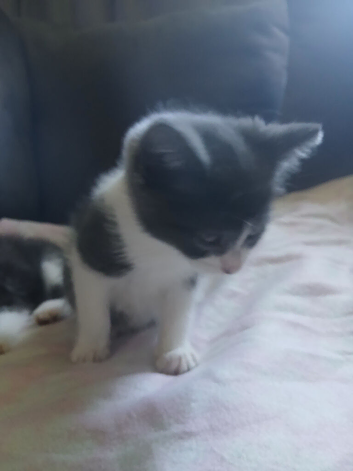 Male and female kittens