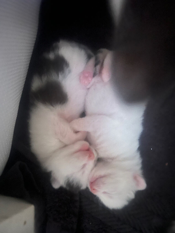 Beautiful kittens READY IN 2 WEEKS
