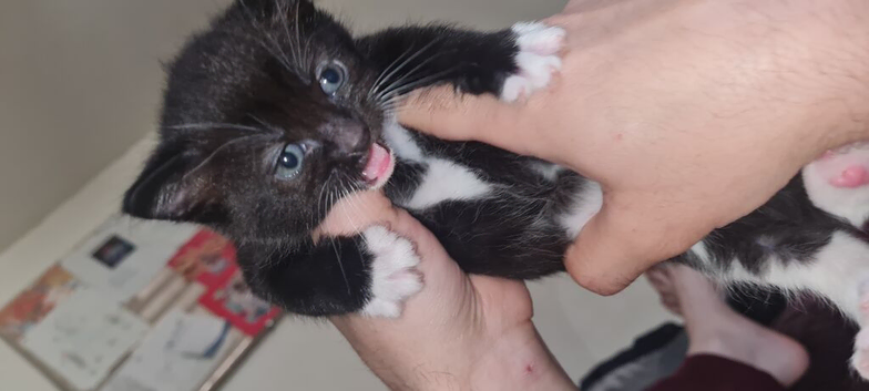 Beautiful fluffy kittens