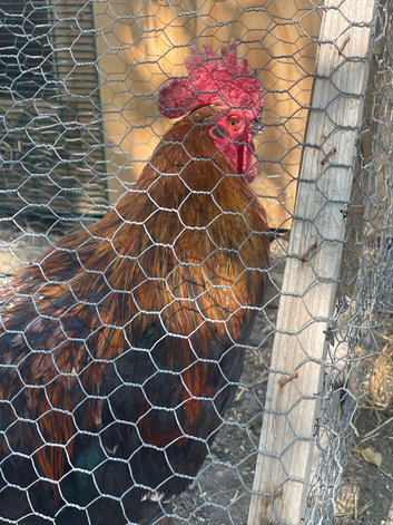 Copper marans pair