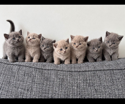 Beautiful British Shorthair Kittens BSH