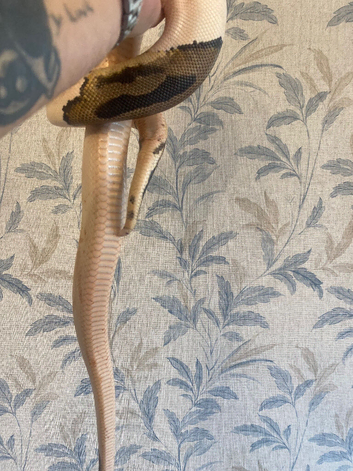 Pied ball python and setup