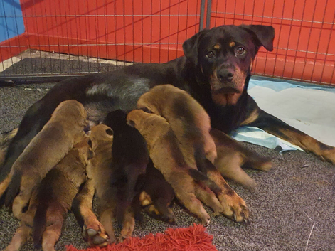 Rottweiler/ Sharpie puppies
