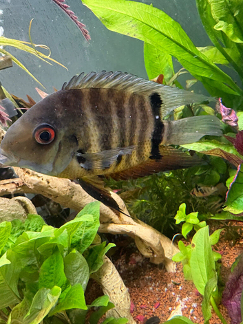 Green severum