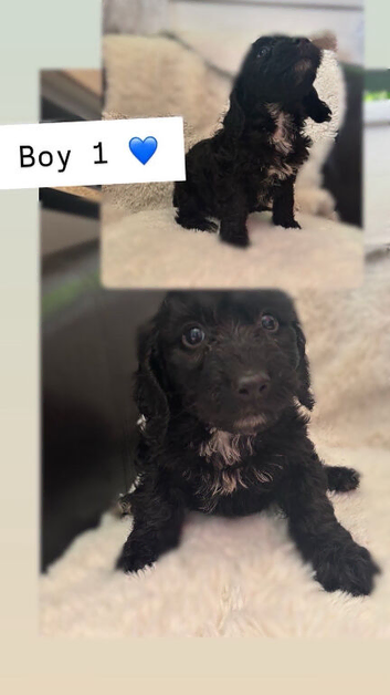 Spinger poo puppies