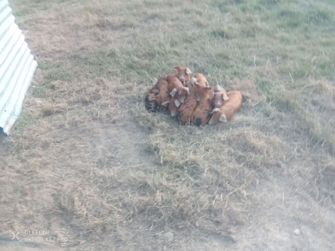 Pedigree Oxford Sandy & Black weaners
