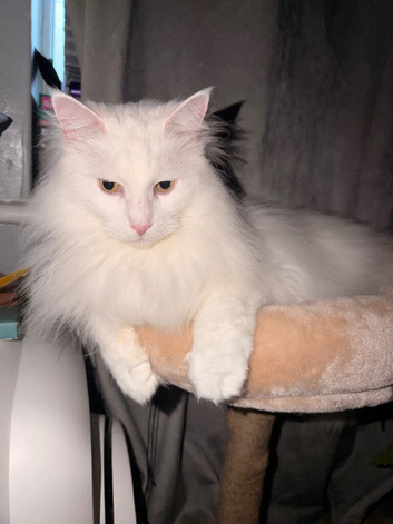 Maine Coon x Norwegian Forest Cat