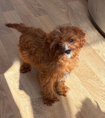 F1b Cavapoo puppies&hellip;