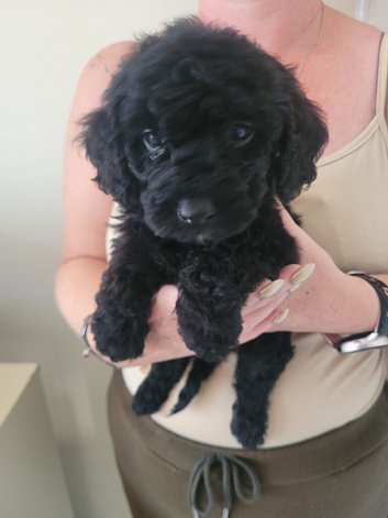Cockerpoo cross poochon pups