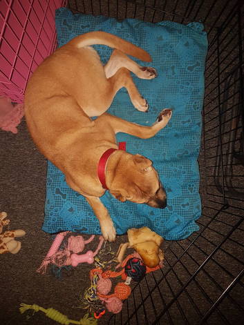 Shar Pei bully for sale