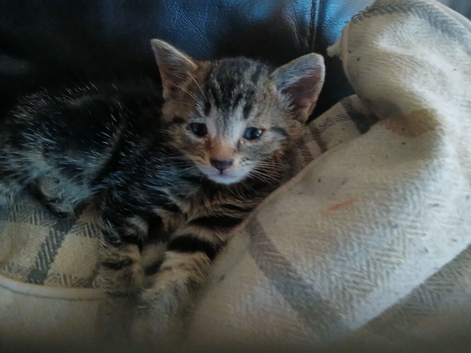9 weeks old little boy kittens
