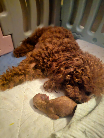 Asian Poodle Male for sale
