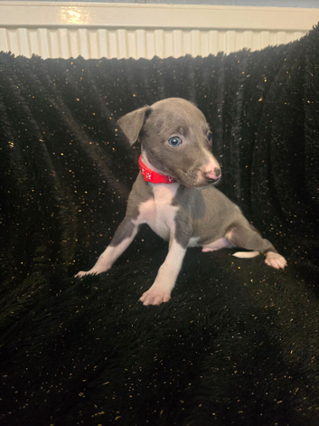 Beautiful Whippet Puppies