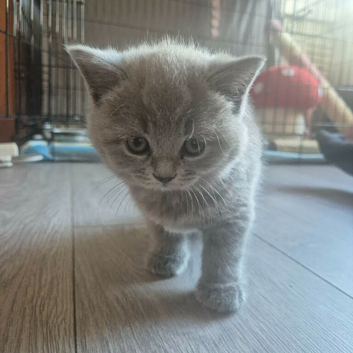 Kitten looking home