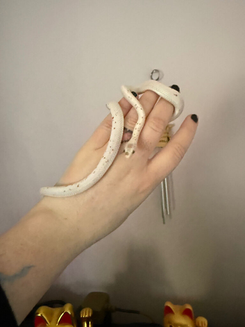 Palmetto Corn Snake