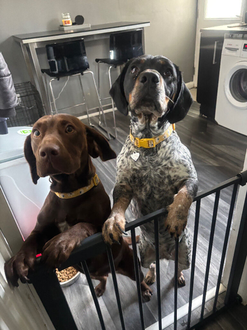 2 beautiful springador sisters