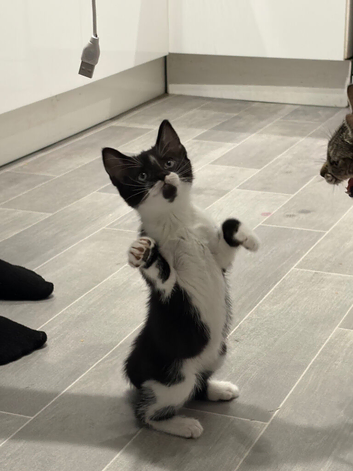 Male kitten