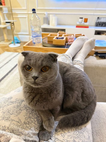 Adorable Kittens from a Scottish Fold Mum Looking for Their Forever Homes