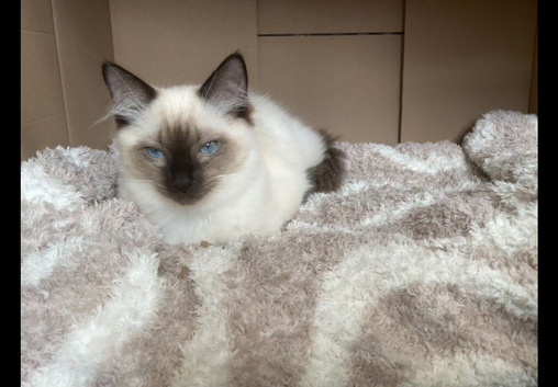 BEAUTIFUL RAGDOLL KITTEN 1 LEFT!!!