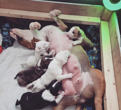 English bull terrier puppies
