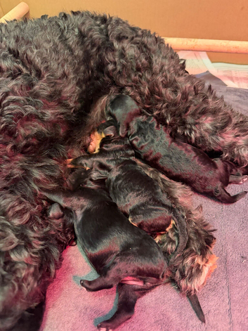 Beautiful Cavapoos