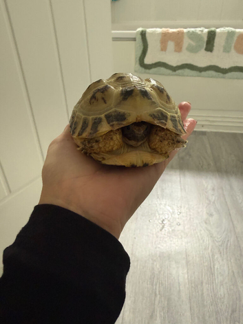 Hermanns Tortoise & set up