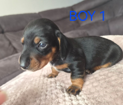 Miniture Dachshund puppies